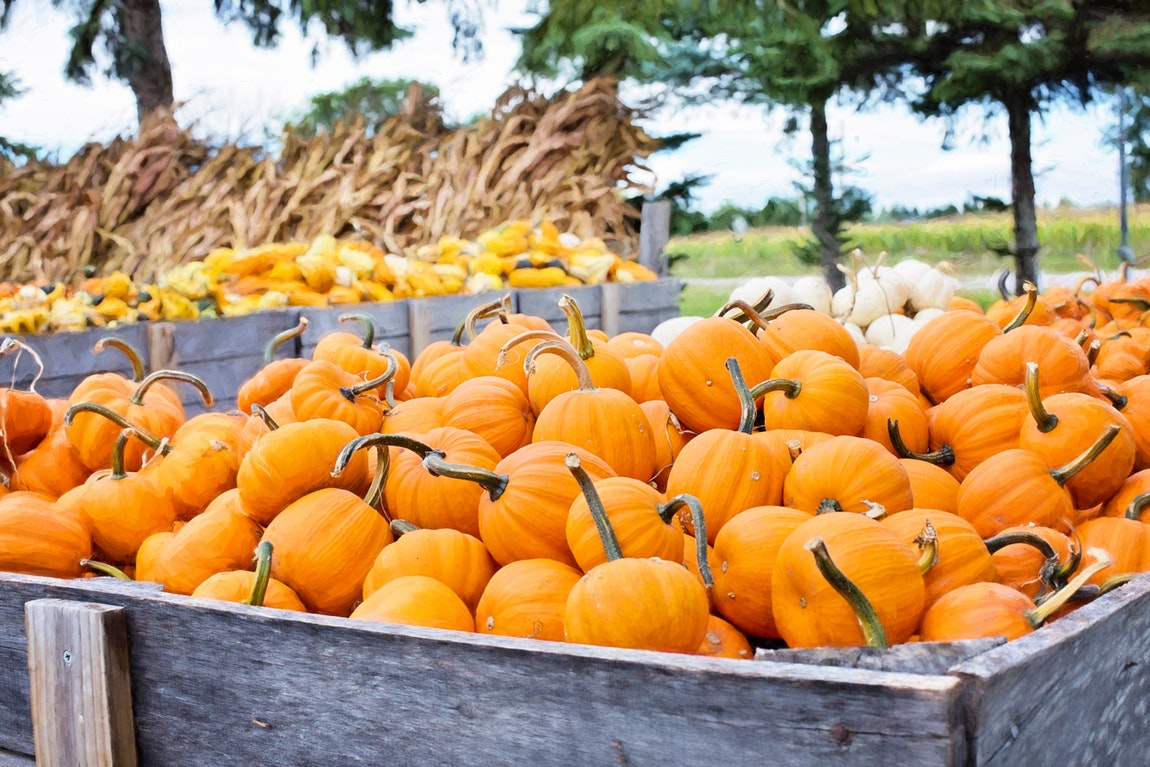 25 Super Interesting Facts About Pumpkins