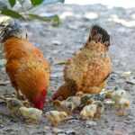Guidelines On Raising Chickens Ð Important Points For Newbies